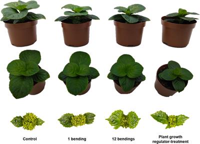 Recurrent symmetrical bendings cause dwarfing in Hydrangea through spatial molecular regulation of xylem cell walls